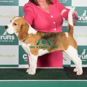 Crufts 2024 Best of Breed Stacked Beagle Ch Art Prints