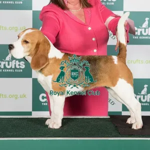Crufts 2024 Best of Breed Stacked Beagle Ch Annavah Princess Tiana Owners: Miss L A & Mrs P J Havard