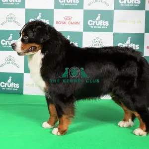 Bernese 2点 IMG_1944-34.jpg?format=1500w