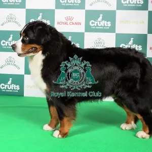 Crufts 2024 Best of Breed Stacked Bernese Mountain Dog 9554 - Multi Ch Chalina's Ellington (Miss F. & Ms C. Basboll)