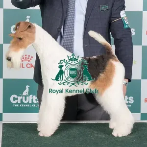 Crufts 2024 Best of Breed Stacked Blackdale Show Queen Owner: Mr H O'donoghue Crufts 2024 Best of Breed Stacked Blackdale Show Queen Owner: Mr H O'donoghue