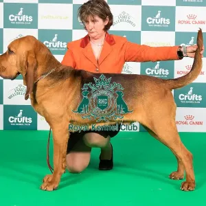 Crufts 2024 Best of Breed Stacked Bloodhound Ch Boru's Fifty Mission Cap at Farlap (Imp Can) Owner: Misss Clark