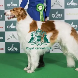 Crufts 2024 Best of Breed Stacked Borzoi Se/no/dk Uch Borscana Impressive Owner: Miss Norie Ambiru