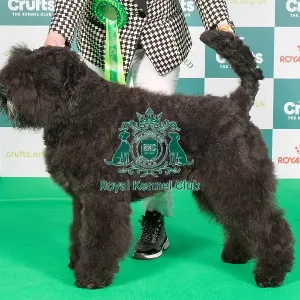Crufts 2024 Best of Breed Stacked Bouvier des Flandres 9702 - Mon Cher Guinevere (Miss C Burnett)