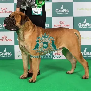 Crufts 2024 Best of Breed Stacked Bullmastiff 9877 - Ch Angel's Phoenix Ron Weasley Astonpride JW (Imp Ita) (Mr R & Mrs K & Miss F Aston & Aston & Pavesi)