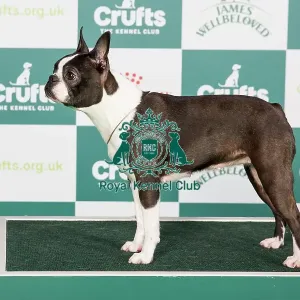 Crufts 2024 - Best of Breed Stacked Burlesk Viva La Diva Owners: Mr G K & Mrs L Mccallum & Levy Crufts 2024 - Best of Breed Stacked Burlesk Viva La Diva Owners: Mr G K & Mrs L Mccallum & Levy