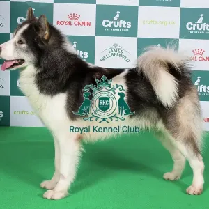 Crufts 2024 Best of Breed Stacked Canadian Eskimo Dog 9982 - Aavuuta Qimmiq Akiak (Imp Can) Bel/ir Jch (Mrs P A Byrne)
