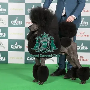 Crufts 2024 - Best of Breed Stacked Ch/am Ch Hallifax Hightide Hedonist at Afterglow (ai) (Imp Usa) Owners: Mrs M, Mr J & Mr T Galloway, Lynn & Isherwood Crufts 2024 - Best of Breed Stacked Ch/am Ch Hallifax Hightide Hedonist at Afterglow (ai) (Imp Usa) Owners: Mrs M, Mr J & Mr T Galloway, Lynn & Isherwood