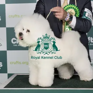 Crufts 2024 Best of Breed stacked Ch/am Ch Holdsway Lion King (imp) Owners: Mr M & Mr P & Mrs W Coad & Sanghoon Lee & Nam Crufts 2024 Best of Breed stacked Ch/am Ch Holdsway Lion King (imp) Owners: Mr M & Mr P & Mrs W Coad & Sanghoon Lee & Nam
