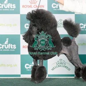 Crufts 2024 - Best of Breed Stacked Ch/am Ch Jaytor Clarion Collusion Owners: Mrs Lc & Mrs A & Mrs K Cunningham & Kennedy & Kennedy-Vigil Crufts 2024 - Best of Breed Stacked Ch/am Ch Jaytor Clarion Collusion Owners: Mrs Lc & Mrs A & Mrs K Cunningham & Kennedy & Kennedy-Vigil