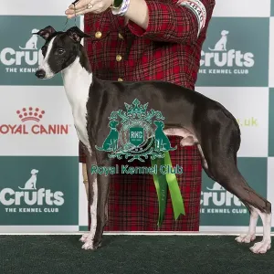 Crufts 2024 Best of Breed stacked Am Ch/am Gchs Selah Chiaroscuro Owners: Miss Mm & Miss Os & Mrs Ds Persinger Crufts 2024 Best of Breed stacked Am Ch/am Gchs Selah Chiaroscuro Owners: Miss Mm & Miss Os & Mrs Ds Persinger