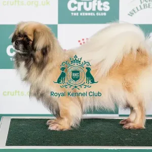 Crufts 2024 - Best of Breed Stacked Ch Castafiore Riddhima Owners: Mr A & Mr L Moran & Prouve Crufts 2024 - Best of Breed Stacked Ch Castafiore Riddhima Owners: Mr A & Mr L Moran & Prouve