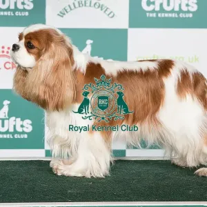Crufts 2024 Best of Breed stacked Am Ch Chadwick Trivial Pursuit JW Owners: Ms C A & Dr M Eckersley & Reed Crufts 2024 Best of Breed stacked Am Ch Chadwick Trivial Pursuit JW Owners: Ms C A & Dr M Eckersley & Reed
