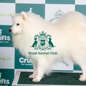 Crufts 2024 - Best of Breed Stacked Ch Charney Chandresh Owner: Mrss Bliss Crufts 2024 - Best of Breed Stacked Ch Charney Chandresh Owner: Mrss Bliss
