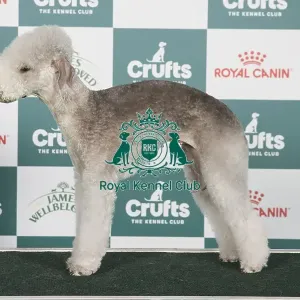 Crufts 2024 Best of Breed Stacked Ch Conekesheved Too Shy JW Owners: Mr J & Mrs L Mcnally Crufts 2024 Best of Breed Stacked Ch Conekesheved Too Shy JW Owners: Mr J & Mrs L Mcnally