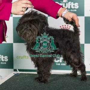 Crufts 2024 Best of Breed stacked Ch Coutureabull Mr Muison Owners: Mrs M E & Misss J Clifton-Plaice & Wildig Crufts 2024 Best of Breed stacked Ch Coutureabull Mr Muison Owners: Mrs M E & Misss J Clifton-Plaice & Wildig
