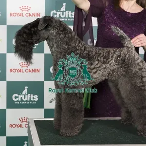 Crufts 2024 Best of Breed Stacked Am Ch Cross The Rubicon Omen Owner: Dr Ns Kunze