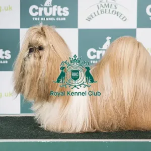 Crufts 2024 - Best of Breed Stacked Ch/dk/fin/no/se Ch Yung Lo's Always and Forever Owner: Mrs Sofi Palsson Crufts 2024 - Best of Breed Stacked Ch/dk/fin/no/se Ch Yung Lo's Always and Forever Owner: Mrs Sofi Palsson