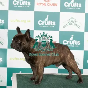 Crufts 2024 - Best of breed stacked Ch/esp Ch Chelmbull Rocket Man Ww Owners: Miss A & Mr D, Mr A & Mrs L Cund & Harrop Crufts 2024 - Best of breed stacked Ch/esp Ch Chelmbull Rocket Man Ww Owners: Miss A & Mr D, Mr A & Mrs L Cund & Harrop