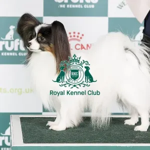 Crufts 2024 Best of Breed stacked Is Ch Fashion First High Priority Owner: Mrs A M Gudbergsdottir Crufts 2024 Best of Breed stacked Is Ch Fashion First High Priority Owner: Mrs A M Gudbergsdottir