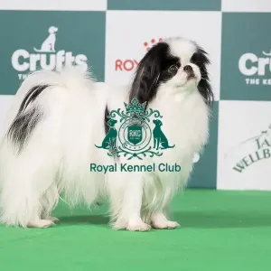 Crufts 2024 Best of Breed stacked Ch Harlouville Uptown Girl JW Owners: Mrs T & Mr A Quinn Crufts 2024 Best of Breed stacked Ch Harlouville Uptown Girl JW Owners: Mrs T & Mr A Quinn
