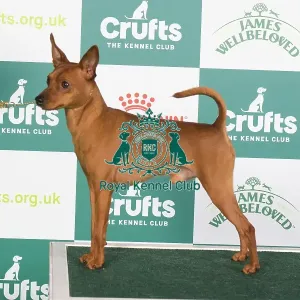 Crufts 2024 Best of Breed stacked Ch Hawksflight Hot Pursuit JW Owners: Ms T & Miss J Watkins & Bugden Crufts 2024 Best of Breed stacked Ch Hawksflight Hot Pursuit JW Owners: Ms T & Miss J Watkins & Bugden