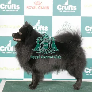 Crufts 2024 - Best of Breed Stacked Ch Izlou Shiver Me Timbers Owners: Ms L & Miss I Barnes & King Crufts 2024 - Best of Breed Stacked Ch Izlou Shiver Me Timbers Owners: Ms L & Miss I Barnes & King