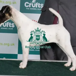 Crufts 2024 Best of Breed Stacked Ch Kanix Quickstep Owner: Mrs Ks Wilberg Crufts 2024 Best of Breed Stacked Ch Kanix Quickstep Owner: Mrs Ks Wilberg