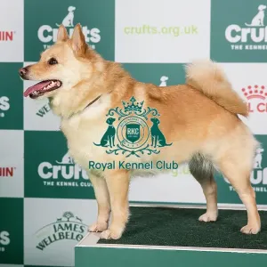 Crufts 2024 - Best of Breed Stacked Ch Komargo Going for Gold Owner: Miss J M Philpott Crufts 2024 - Best of Breed Stacked Ch Komargo Going for Gold Owner: Miss J M Philpott