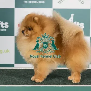 Crufts 2024 Best of Breed stacked Ch Lireva's Wildest Dreams Owner: A M Cawthera-Purdy Crufts 2024 Best of Breed stacked Ch Lireva's Wildest Dreams Owner: A M Cawthera-Purdy