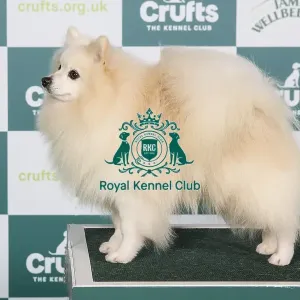 Crufts 2024 - Best of Breed Stacked Ch Longsdale's Blame It On Me Owners: Mr G & Mr D Pearce & Francis Crufts 2024 - Best of Breed Stacked Ch Longsdale's Blame It On Me Owners: Mr G & Mr D Pearce & Francis