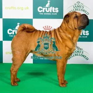 Crufts 2024 - Best of Breed Stacked Ch Loopang's Back in Business (ai) Owner: Mr M K Bragg Crufts 2024 - Best of Breed Stacked Ch Loopang's Back in Business (ai) Owner: Mr M K Bragg