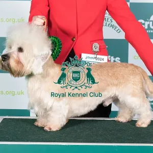 Crufts 2024 Best of Breed Stacked Ch Mishahda Mischief Managed Owner: Misss Butcher Crufts 2024 Best of Breed Stacked Ch Mishahda Mischief Managed Owner: Misss Butcher