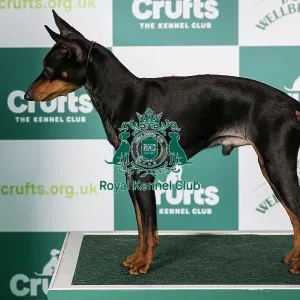 Crufts 2024 Best of Breed stacked Ch Nasabe Don't Tell Him Owner: Mr A Leonard Crufts 2024 Best of Breed stacked Ch Nasabe Don't Tell Him Owner: Mr A Leonard