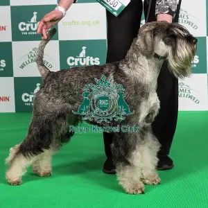 Crufts 2024 - Best of Breed Stacked Ch Odivane A Sharp Dressed Man Owner: Mr I Moore Crufts 2024 - Best of Breed Stacked Ch Odivane A Sharp Dressed Man Owner: Mr I Moore