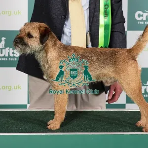 Crufts 2024 Best of Breed Stacked Ch Otterbobs Tolson Owners: Mr J R & Mrs H Gilpin Crufts 2024 Best of Breed Stacked Ch Otterbobs Tolson Owners: Mr J R & Mrs H Gilpin