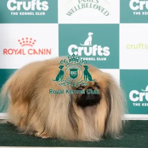 Crufts 2024 Best of Breed stacked Ch Pekehuis Apollo Owners: Mr J & Miss W J Shaw & Mee Crufts 2024 Best of Breed stacked Ch Pekehuis Apollo Owners: Mr J & Miss W J Shaw & Mee