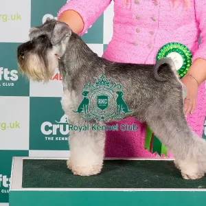 Crufts 2024 - Best of Breed Stacked Ch Penbro Man About Town Owners: Miss R & Miss L Woods Crufts 2024 - Best of Breed Stacked Ch Penbro Man About Town Owners: Miss R & Miss L Woods