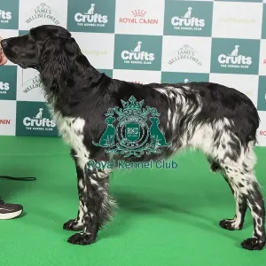 Crufts 2024 Best of Breed Stacked Ch Raycris The Temptress Owners: Mrs C & Dr R A W Ogle & Suchett-Kaye