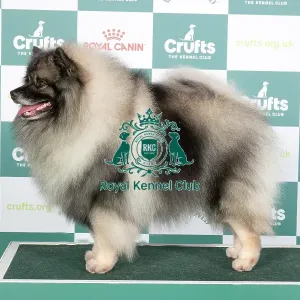 Crufts 2024 - Best of Breed Stacked Ch Skathki Just Got Wicked Owner: Miss C Bardsley Crufts 2024 - Best of Breed Stacked Ch Skathki Just Got Wicked Owner: Miss C Bardsley
