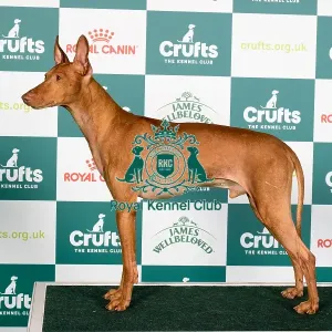 Crufts 2024 Best of Breed Stacked Cirneco dell'Etna Kinabula's Milano with Triquetra Owners: Mrs M L & Mrs D Farleigh & Mcdonnell