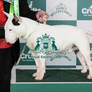 Crufts 2024 Best of Breed Stacked Clansmann Wicked Deejay Owners: Mr K & Miss A Jowers Crufts 2024 Best of Breed Stacked Clansmann Wicked Deejay Owners: Mr K & Miss A Jowers