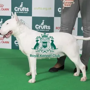 Crufts 2024 Best of Breed Stacked Clansmann Wicked Deejay Owners: Mr K & Miss A Jowers Crufts 2024 Best of Breed Stacked Clansmann Wicked Deejay Owners: Mr K & Miss A Jowers