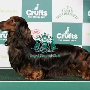 Crufts 2024 Best of Breed Stacked Dachshund (Long Haired) Ch Swansford Gabrieldor Owner: Mr D Roberts