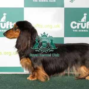 Crufts 2024 Best of Breed Stacked Dachshund (Miniature Long Haired) Darsoms Zparkle Owners: Mr G & Mrs F Larkin