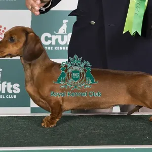 Crufts 2024 Best of Breed Stacked Dachshund (Miniature Smooth Haired) It Ch Gran Peresvet Casta Diva Owners: Mrs & Mrs D Chiatti & Ferretti