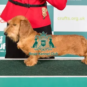Crufts 2024 Best of Breed Stacked Dachshund (Miniature Wire Haired) Esp/pt/hun Ch Almarxils Tuatara Ww20/21/22/23 Owner: Mr Noel Garrigos Mateo