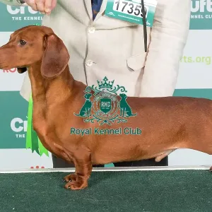 Crufts 2024 Best of Breed Stacked Dachshund (Smooth Haired) Ch Cwdarhian Super Mario Owners: Mrs R & Mr C Williams & Moes