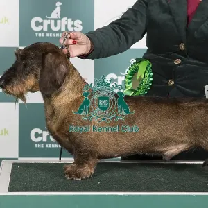 Crufts 2024 Best of Breed Stacked Dachshund (Wire Haired) Ch Aikton Alexander at Stanegate Owner: Mrs J L Carruthers