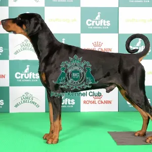 Crufts 2024 Best of Breed Stacked Dobermann 10020 - Ch Manzart Wise Guy (Mrs A J & Mr N D Everley & Hughes)